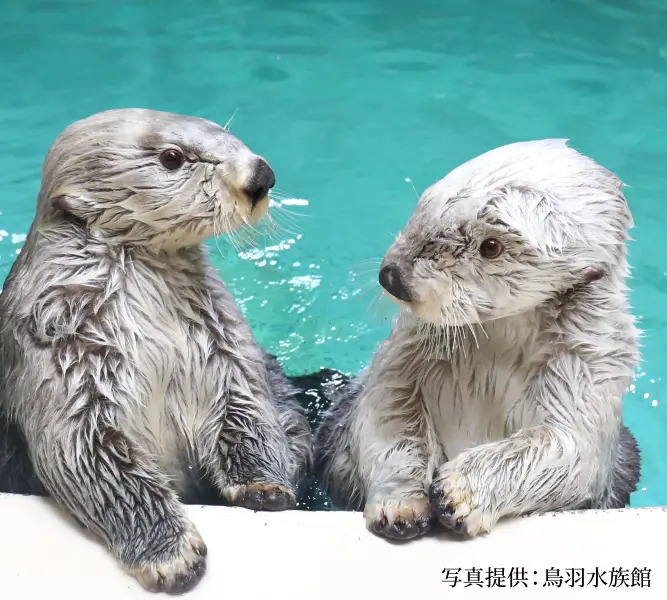 鳥羽水族館